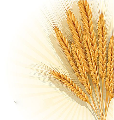 golden wheat creative poster background, Golden, Wheat, Background, Background image Wheat Background, Wheat Vector, Clip Art Frames Borders, Snow Vector, Vintage Frames Vector, Apple Vector, Old Paper Background, Golden Wheat, Astrology Art