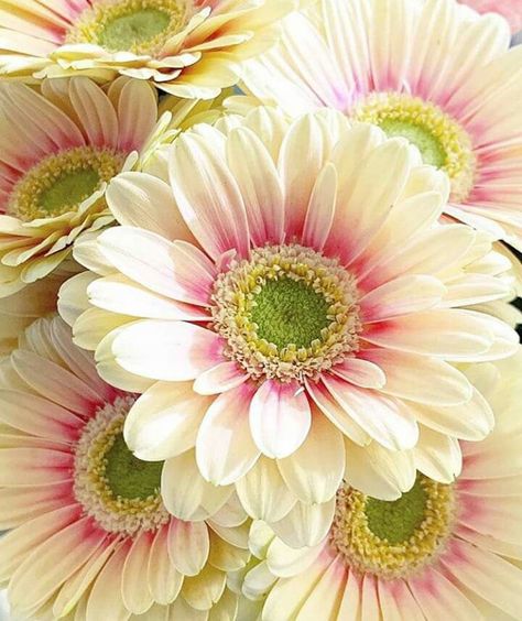 Flower Identification, Gerbera Daisy, Exotic Flowers, Flower Beauty, Beautiful Blooms, Flower Photos, Flower Pictures, Chrysanthemum, Love Flowers