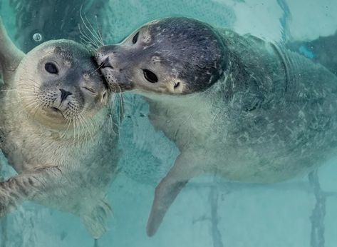 Harp Seal, Cute Seals, Baby Seal, Silly Dogs, Super Cute Animals, Happy Things, Silly Animals, Sea Lion, Marine Animals