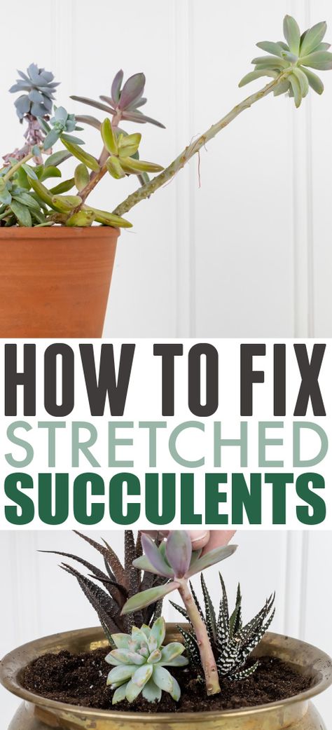 How to Fix Stretched Succulents - The Creek Line House Tall Succulents, Succulent Garden Indoor, Christmas Patio, Lights Patio, Flowering Succulents, Succulent Garden Design, Household Plants, Plant Care Houseplant, Succulent Garden Diy