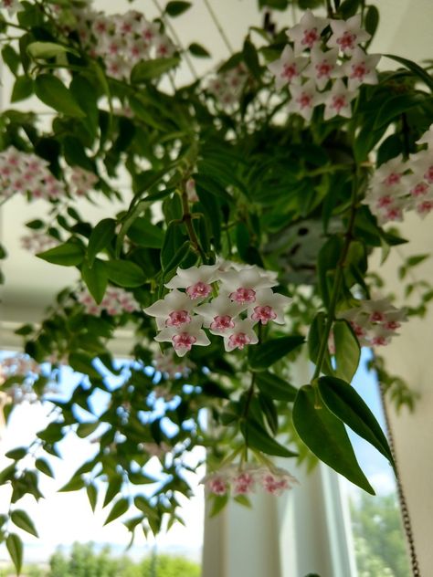 Hoya lanceolata 'Bella' (dwarf foliage) (Does best if you never let its soil dry out) Hoya Tattoo, Hoya Bella Flower, Hoya Minibelle, Hoya Patella, Hoya Benguetensis, Hoya Imbricata, Hoya Bella, Hoya Collection, Hoya Flowers