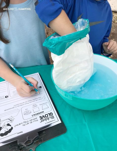 Animal Science Experiments, Antarctica Activities, Adaptations Science, Adaptations Activities, Arctic Animals Activities, 2nd Grade Science, Arctic Animals Crafts, Simple Classroom, Science Experiment For Kids