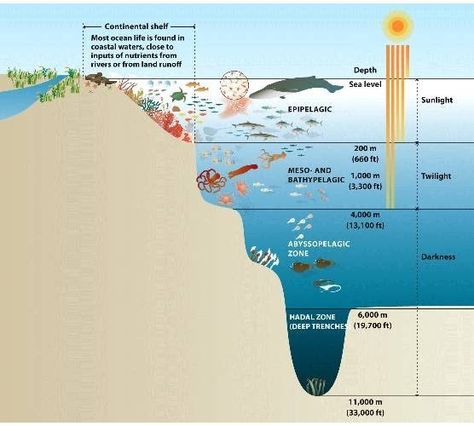 Ocean Zones - 2nd Grade - Habitats Hadal Zone, Teaching Habitats, Deep Sea Ocean, Ocean Diorama, Ocean Zones, Mariana Trench, Ocean Habitat, Sea Bed, Mysterious Things