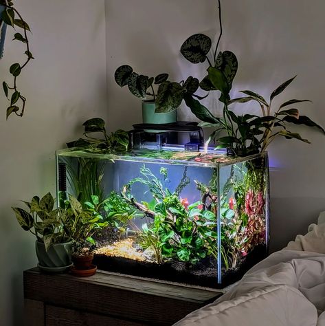 🩷🌱 #aesthetic #aquarium Aquarium Supplies Organization, Dark Academia Fish Tank, Aquarium Tank, Big Fish Tank, Peceras Aesthetic, Aquarium Room, Fish Tank Aesthetic, Aquarium Ideas, Fish Tanks