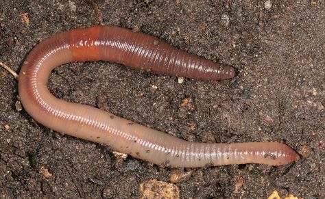 Lumbricus terrestris, I_MWS80323 Types Of Worms, Kingdom Animalia, Earthworms, Food Chain, Alzheimers, The World