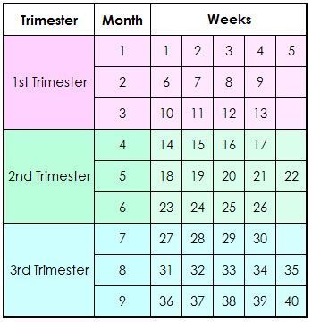 Pregnancy Calendar Week by Week Chart Weeks To Months Pregnant Chart, How Many Weeks In Each Trimester, Weeks Of Pregnancy Chart, Pregnancy Chart Weeks, Pregnancy Months And Weeks, Pregnancy Months Due Date, Pregnancy Weeks To Months, Pregnancy Trimester Chart, Pregnancy Month By Month