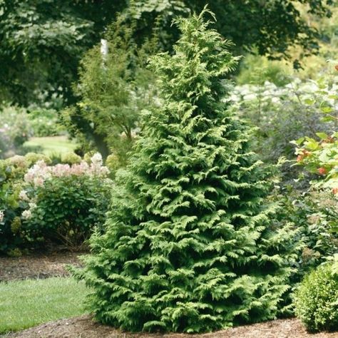 SOFT SERVE® False Cypress Meadow Nursery, False Cypress, Deer Proof Plants, Alberta Spruce, Evergreen Landscape, Shade Shrubs, Backyard Plants, Landscape Products, Spring Meadow