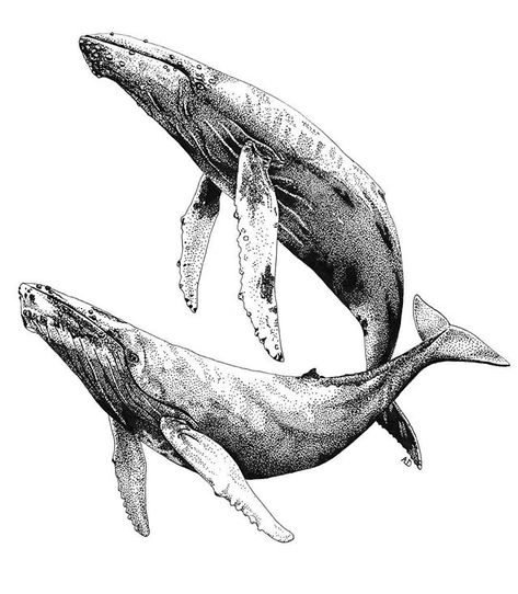 Humpback whales by @zooarts | #blackworknow if you would like to be featured Submissions/business inquiries blackworknow@gmail.com Follow… Humpback Whale Tattoo, Whale Artwork, Whale Facts, Whale Pictures, Whale Drawing, Whale Illustration, Whale Painting, Whale Tattoos, Stippling Art