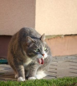 Why is my cat vomiting? There are many different reasons why cats throw up, so we want to address the top 5 reasons and solutions... Cats Kneading, Cat Throwing Up, What Cats Can Eat, Cat Seat, Healthy Cat, Cat Care Tips, Scottish Fold, Cat Health, Cat Supplies