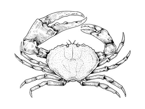 Crab Tattoo Design, Crab Anatomy, Crab Sketch, Crab Drawing, Crab Tattoo, Sea Drawing, Food Vintage, Crab Art, Eagle Pictures