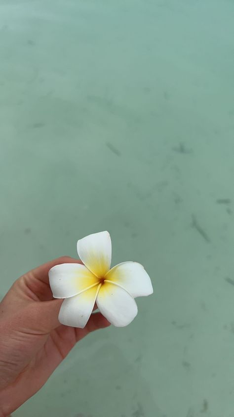 beach flower pretty tropical white sand blue water hawaiian flower Beautiful Summer Wallpaper, Beach Flowers, White Hibiscus, Collection Ideas, Flower Photoshoot, Hawaiian Flower, Bedroom Idea, Hawaiian Flowers, Summer Wallpaper