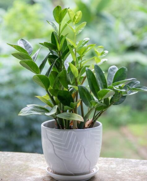 Best Office Plants, Houseplants Low Light, Large Indoor Plants, Zz Plant, Chinese Money Plant, Chinese Evergreen, Pothos Plant, Low Light Plants, Bathroom Plants