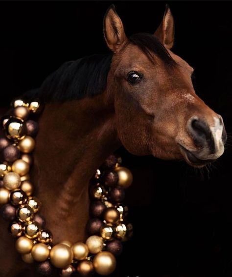 Horse Photoshoot Ideas, Horse Photography Poses, Don Henley, Animals Horse, Horse Wreaths, Pictures With Horses, One Horse Open Sleigh, Animal Photoshoot, Winter Horse