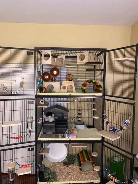 Critter Nation Cage Ideas, Ferret Setup, Ferret House, Ferret Room Play Areas, Ferret Cage Ideas Aesthetic, Ferret Nation Cage Ideas, Ferret Enclosure, Outdoor Ferret Cage Ideas, Ferret Room Ideas