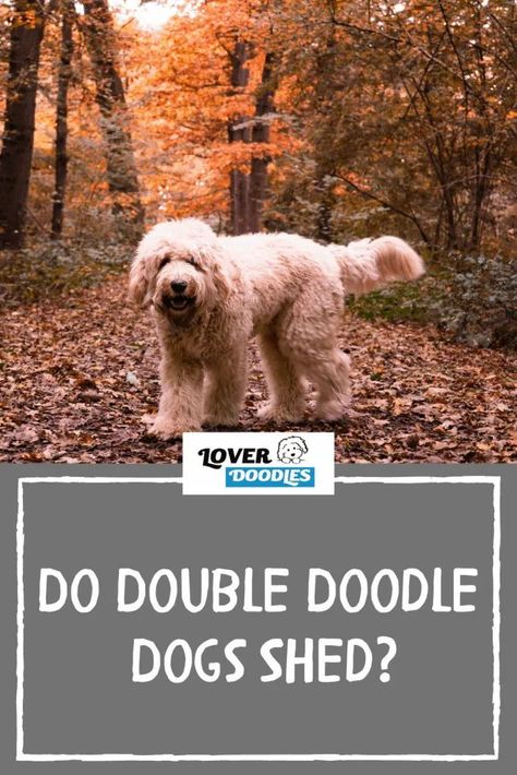 Do Double Doodle dogs shed? In most cases, owners won’t notice any shedding at all. But since the Doodle are not purebred dogs, it’s not a 100% guarantee. And of course, there are a few circumstances that can make a dog suddenly start shedding. So if having a hypoallergenic dog is essential to you, talk with your breeder today. Read full post! Double Doodle Dog, Double Doodles, Doodle Grooming, Double Doodle Puppies, Low Shedding Dogs, Golden Labradoodle, Double Doodle, Puppy Facts, Hypoallergenic Dog Breed