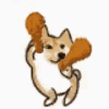 Shiba Inu, Animated Gif, Gif