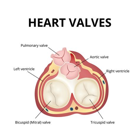 Ct Anatomy, Mitral Valve Regurgitation, Heart Valve, Tricuspid Valve, Mitral Valve, Medical Stickers, Brain Surgeon, Heart Valves, Heart Anatomy