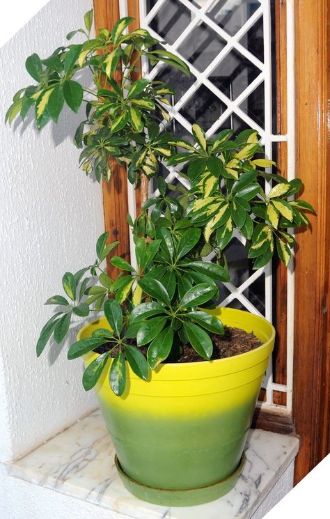 The schefflera houseplant is a popular plant and comes in many varieties. One of the reasons it is so popular is because care is so easy. This article provides information on caring for these plants. Greenhouses For Sale, Umbrella Plant, Easy House Plants, Umbrella Tree, Inside Plants, Best Indoor Plants, Indoor Gardens, Houseplants Indoor, Plant Decor Indoor