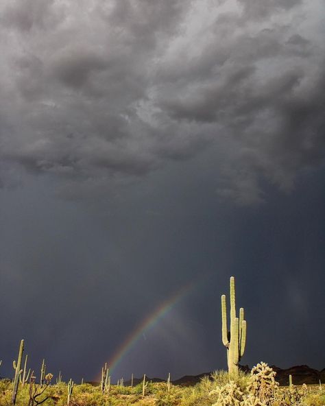 Desert Rain Aesthetic, Petrichor Aesthetic, Arizona Vibes, Embry Riddle, Arizona Aesthetic, Desert Rain, Grand Canyon University, Yuma Arizona, Sidewalk Art