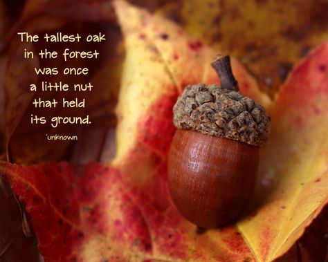 Inspirational quote, acorn, nut, fall Acorn Quotes, Acorn Recipes, Tree Quotes, Witch Herbs, Acorn Crafts, Mighty Oaks, Drawing Prompts, Strong Words, Recovery Quotes