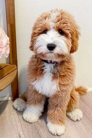 Whoodle Dog, Golden Doodles, Puppy Grooming, Goldendoodle Puppies, Bernedoodle Puppy, Soft Coated Wheaten Terrier, Dog Things, Wheaten Terrier, Mini Goldendoodle