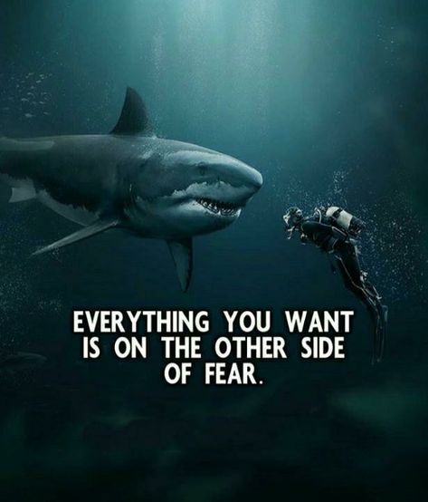 Shark Quotes Inspirational, Shark Quotes, Gratitude Mindset, Logic Quotes, Scuba Diving Quotes, Motvational Quotes, African Quotes, Gentleman Quotes, Cheesy Quotes