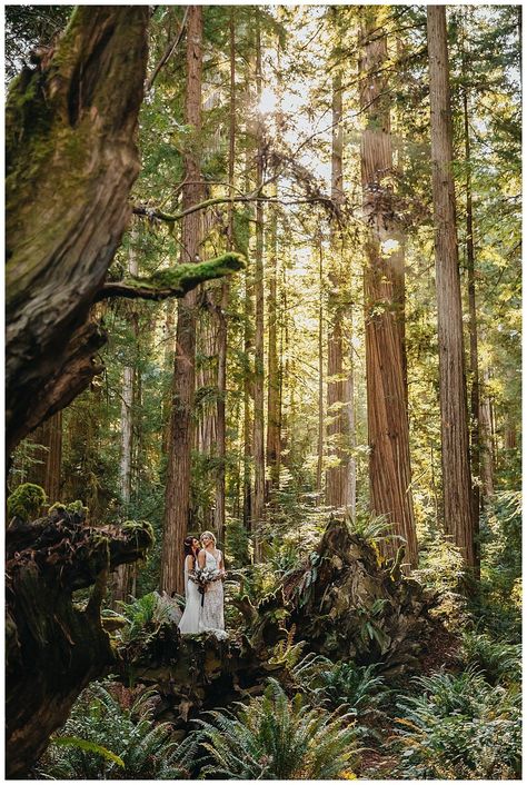 Enchanted Forest Elopement, Wedding In Redwoods, California Redwoods Wedding, Lesbian Forest Elopement, Queer Forest Wedding, Redwood National Park Elopement, Forest Lesbian Wedding, Wlw Elopement, Redwood Wedding California