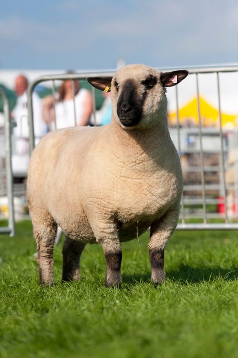 Hampshire Down Sheep, Hampshire Sheep, Dream Farm, Angora Goats, Domestic Animals, Sheep And Lamb, Hampshire, Farm Animals, Goats