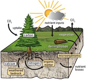 Nutrient Cycle, Plant Physiology, Science Earth, Nitrogen Fixation, Nitrogen Cycle, Carbon Cycle, Carbon Sequestration, Gcse Science, Environmental Education