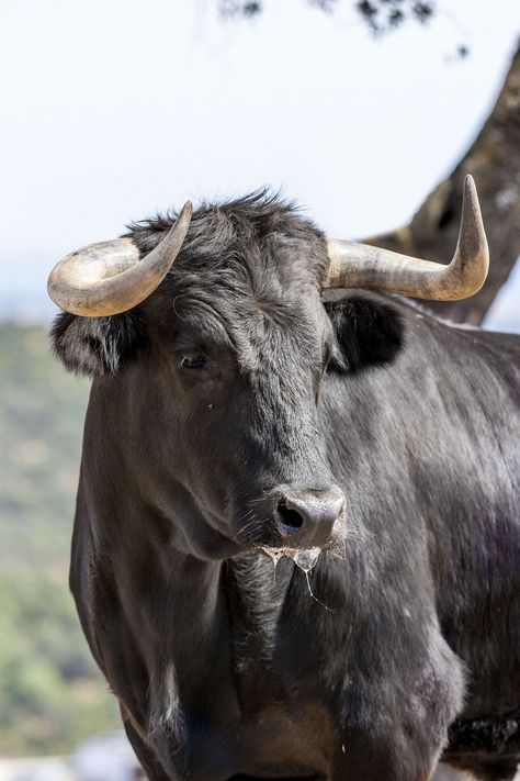 Bull Artwork, Arte Cowboy, Bull Pictures, Wild Bull, Cow Photography, Bull Painting, Bull Tattoos, Bull Art, Bull Cow