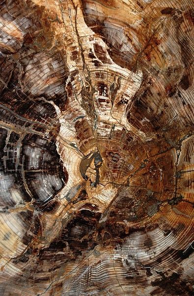 Tree trunk slice Connection To Earth, Express Emotions, Natural Structures, Texture Inspiration, Wood Stone, Mineral Stone, Minerals And Gemstones, Rocks And Gems, Petrified Wood