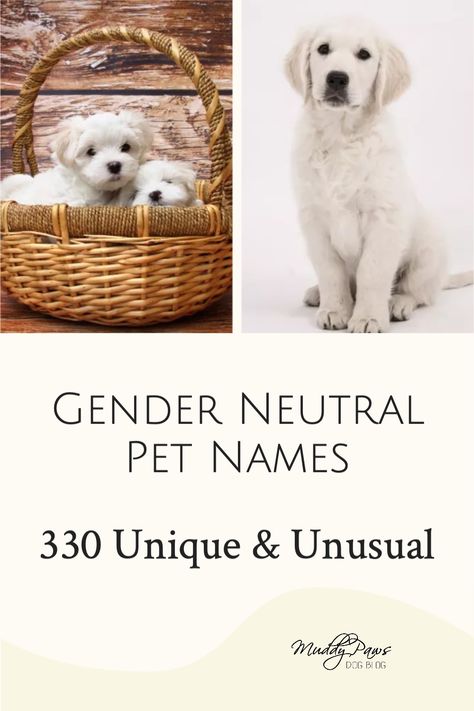 Androgynous Names, Pet Names For Girls, Female Pet Names, Puppy Names Unique, Girl Pet Names, Boy Puppy Names, Pet Names For Dogs, Dogs Names List, Cute Animal Names