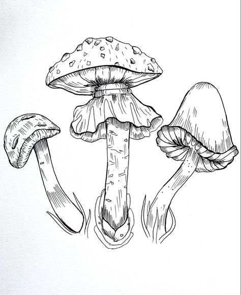 Mushroom Ink Drawing Toadstools Art, Shroom Art, Drawing Mushrooms, Field Drawing, Fungi Art, Drawing Sketchbook, Doodle Ideas, Field Notes, Pen Sketch