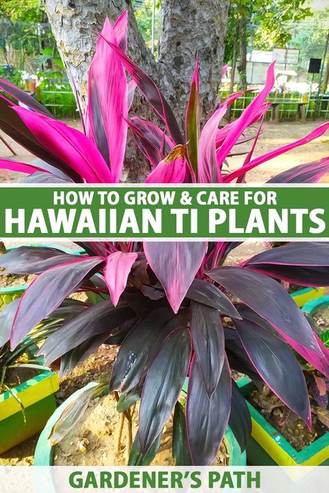 Hawaiian ti plants are tropical foliage plants with bright, colorful leaves. Easy to care for and a delight to look at, Cordyline fruticosa is perfect for bringing a bright, tropical vibe into your home. Learn how to grow these dramatic houseplants in this guide on Gardener's Path. #tiplant #houseplants #gardenerspath Hawaiian Ti Plants, Cold Hardy Tropical Plants, Ti Plant Care, Tropical Plants Outdoor Full Sun, Cordyline Plants, Hawaiian Ti Plant, Cordyline Fruticosa, Ti Plant, Hawaiian Plants