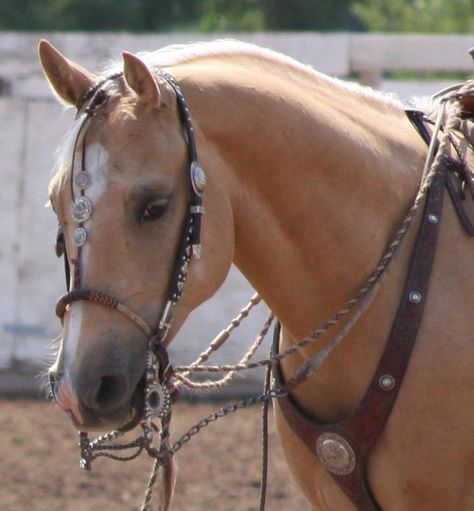 Vaquero Horsemanship, Bridle Horse, Western Dressage, Aqha Horses, Western Pleasure Horses, Western Bridles, Palomino Horse, Barrel Racing Horses, Western Tack