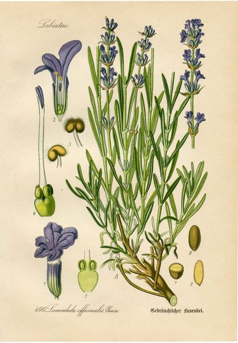 This lavender botanical drawing is a giclee reproduction from an original German hand-colored lithograph from Diederich von Schlechtendals German Flora (Flora von Deutschland), published by Jena, in 1871, and depicts the different elements of the lavandula officinalis chaix , or True Lavender Botanical, Botanical Drawing, Antique Botanical Print, Illustration Botanique, Graphics Fairy, Lavender Plant, Vintage Botanical Prints, Floral Illustration, Plant Drawing