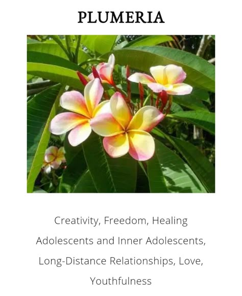 Plumeria Flower Meaning, Frangipani Meaning, Plumeria Meaning, Plumeria Aesthetic, Plant Meanings, Plumeria Tattoo, Frangipani Flower, Flower Language, Plumeria Flowers