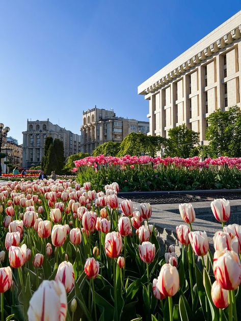 Kyiv in the spring. The capital of Ukraine Iconic Landmarks, The Capital, Pretty Wallpapers, Night Life, Dolores Park, Ukraine, Photography, Travel