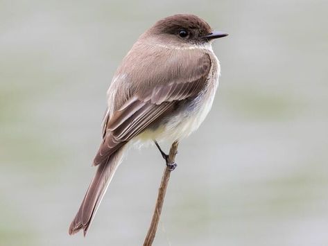 Eastern Phoebe, Phoebe Bird, Flycatchers, Black Capped Chickadee, Stained Glass Birds, Forest Park, Backyard Birds, All Birds, Glass Birds