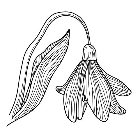 Snowdrop Flower, Doodle snowdrop with stem and leaves, A sketch of the first spring flower, Snowdrop flower with line art , Snowdrops Flower Drawing, Snowdrop flower printed design for t shirt design Snowdrop Flower Drawing, Snowdrops Flower, Flower Snowdrop, Snowdrop Flower, Flower Doodle, Design For T Shirt, Heart Tree, Flower Doodles, Birth Month Flowers