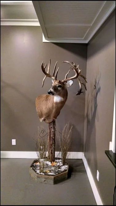 Deer Mount Display, Deer Head Mount Ideas Display, Taxidermy Wall Display, Deer Horn Ideas, Skull Mount Ideas, Fishing Man Cave, Camp Equipment, Deer Mount Decor, Deer Mount Ideas