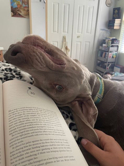 doggie, dog, cute dog, reading, sarah j. maas, crescent city, cozy reading, cozy dog, cute puppy, silly puppy, puppy Weimaraner Puppy, Weirmeriener Dog, Weimaraner Aesthetic, Long Haired Weimaraner, Weimaraner Hunting, Weimaraner Puppies, Weimaraner Memes, Weimaraner Dogs, Cozy Dog