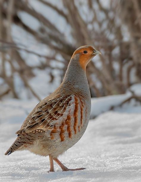 Grey Partridge, Cute Chickens, Game Birds, Winter Animals, Russia City, Big Bird, Exotic Birds, Pretty Birds, Bird Garden