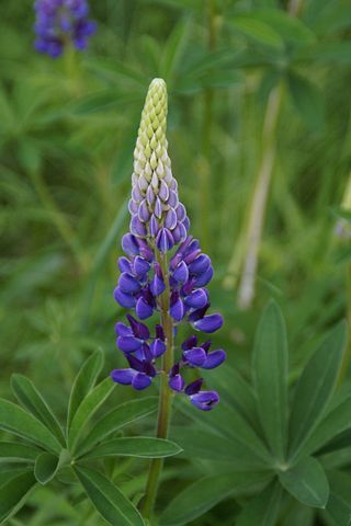 Wild Lupine, Alaskan Lupine Tattoo, Blue Lupine, Lupine Illustration, Lupine Line Art, Planter Boxes Flowers, Nitrogen Fixing Plants, Lupine Flowers Mountain, Lupine Flowers