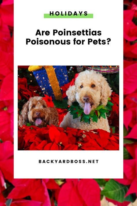 Cooking for large groups of people can be tricky, especially when navigating picky eaters and dietary restrictions. Luckily we compiled this huge list of Christmas day dishes ideas that will surely have something for everyone at your table. Take the stress out of hosting Christmas by browsing through these 75 ideas for Christmas dishes. Poinsettia Plant, Indoor Greenhouse, Hosting Christmas, Christmas Poinsettia, Christmas Dishes, Room With Plants, Plastic Pots, Cat Paws, Tropical Plants