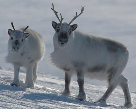 Reindeer Facts, Svalbard Reindeer, Baby Animals Real, Deer Species, Snow Animals, Baby Reindeer, Mule Deer, Manx, Animals Images