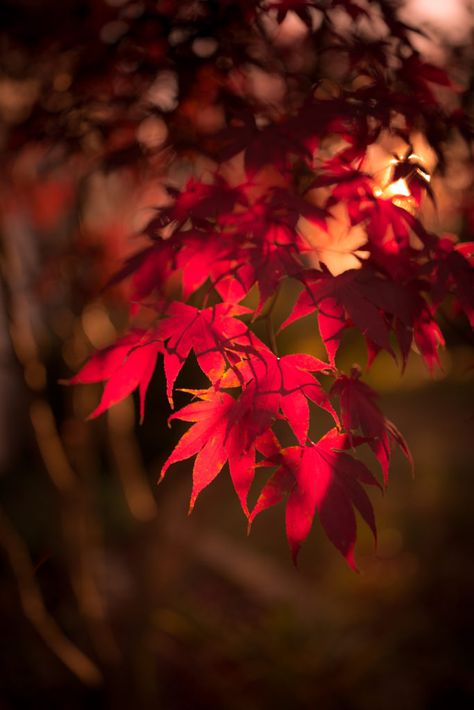 Red Maple Tree, Blue Flower Wallpaper, Garden Bugs, Cute Fall Wallpaper, Autumn Scenes, Red Leaves, Japanese Maple, Autumn Scenery, Beautiful Landscape Wallpaper