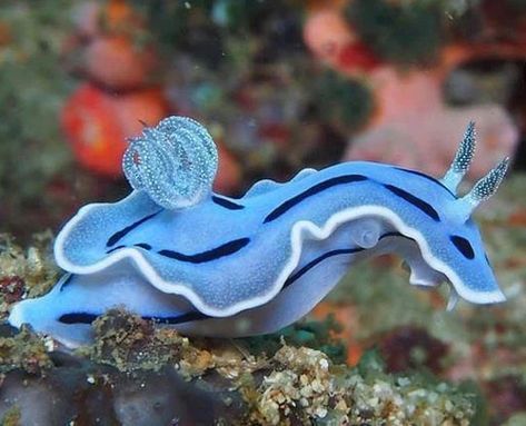 Bunny Sea Slug, Blue Sea Slug, Alien Tank, Sea Snail, Sea Slug, Marine Biology, Slug, Ocean Life, Sea Animals