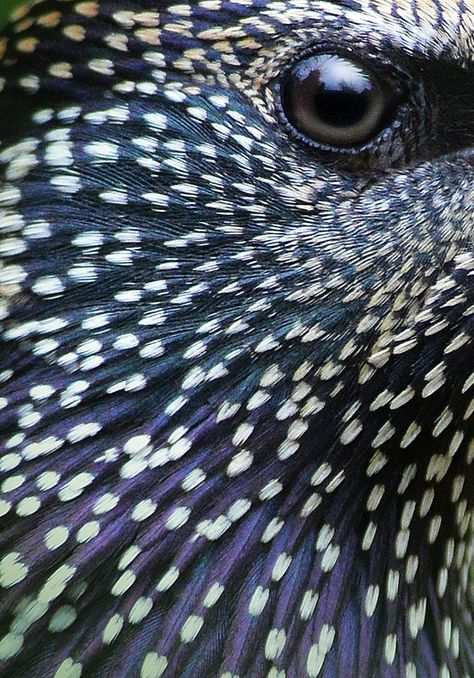 From fighting flamingos to a puffin in the rain, here are this year's winners of the Bird Photographer of the Year. Texture Inspiration, Keramik Design, Bird Wings, Bird Photo, Starling, Bird Photography, Patterns In Nature, Nature Animals, Art Journals