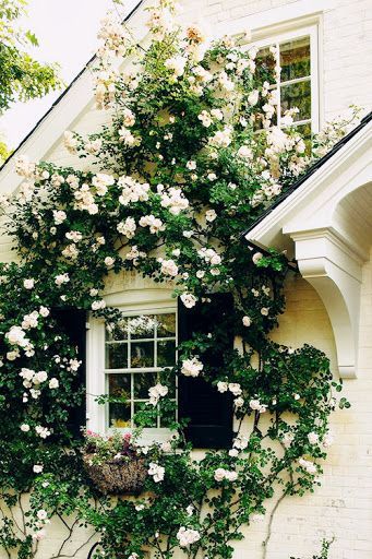 Garden — Budget-Friendly Interior Design and Lifestyle Blog — Elizabeth Burns Design, Raleigh NC Interior Designer نباتات منزلية, Have Inspiration, Colorful Roses, Climbing Roses, Rose Garden, Clematis, Dream Garden, Where The Heart Is, Flower Wall